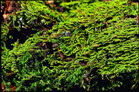 Solmsiella biseriate is a rare species only distributed in low-altitude areas of Nantou County(by Yang Jia-Dong)