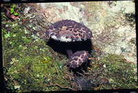 Strobilomyces seminudus is newly-recorded species found by ESRI(by Chen Jian-Ming)