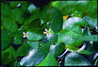 Nymphoides Iungtanensis S. P. Li. T. H. Hsieh & C. C. Lin(by Huang Chao-Ching)