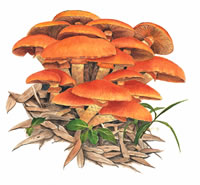 Gymnopi lus spectabilis (Fr.) Sing (by Huang Shu-fen)</