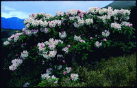 Rhododendron pseudochrysanthum Hayata (by Ai Tai-Lin)