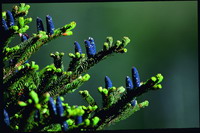 Taiwan fir(Abies kawakamii (Hayata) Tak. lto)(by Ai Tai-Lin)