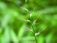 Basket grass(Oplismenus Hirtellus(L.) P. Beauv)(by Chen Chih-Hui)