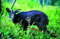 Formosan serow (<i>Naemorhedus swinhoei</i>(Gray)) (by Chen Shu-Ling)