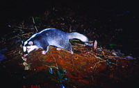Taiwan ferret badger (<i>Melogale moschata subaurantiaca</i>)(by Jhang Shih-Wei)