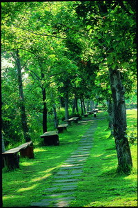 The Formosan sweetgum (Liquidambar formosana Hance) trail is a great place for nature education and enjoying the outdoors (by Chen Shu-Ling)