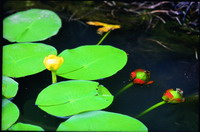 Yellow water lily(<i>Nuphar shimadai</i> Hayata)(by Huang Sian-Wun)