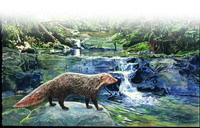 Crab-eating Mongoose(<i>Herpestes urva</i>)(by Huang Shu-Fen)