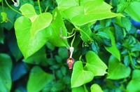 Aristolochia zollingeriana</i> Miq. (by Huang Chao-Cing)
