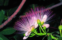 Barringtonia asiatica</i> (L.) Kurz. (by Huang Chao-Cing)