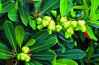 Excoecaria kawakamii</i> Hayata (by Ho Tung-Chi)