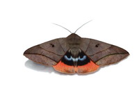Does it look like an owl? Thyas juno(Dalman), Noctuidae(by Lin Hsu-Hong)
