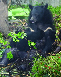 Formosan black bears(Ursus thibetanus formosanus(Swinhoe))(by Yang Chieh-Chung)