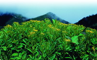 Senecio nemorensis L.(by Jhu En-Liang)