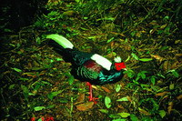 Swinhoe's pheasant (Lophera swinhoii)(by Jhang Shih-Wei)