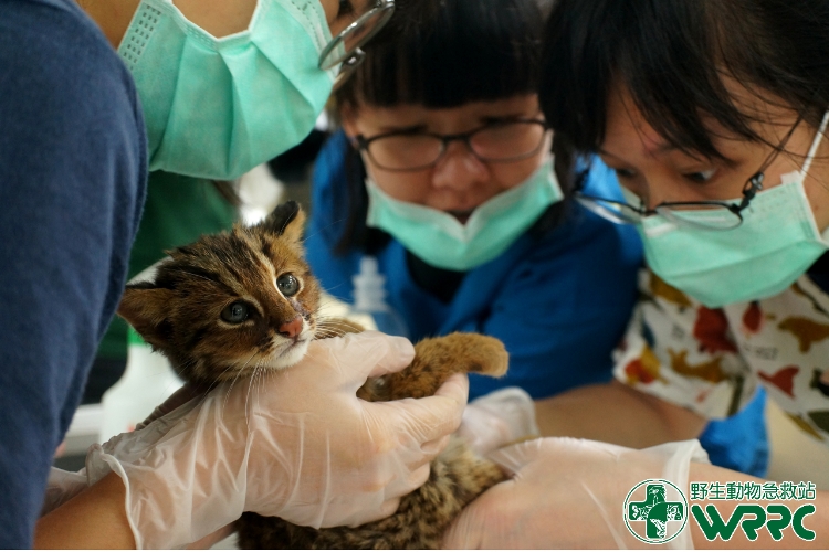 獸醫師為石虎檢傷