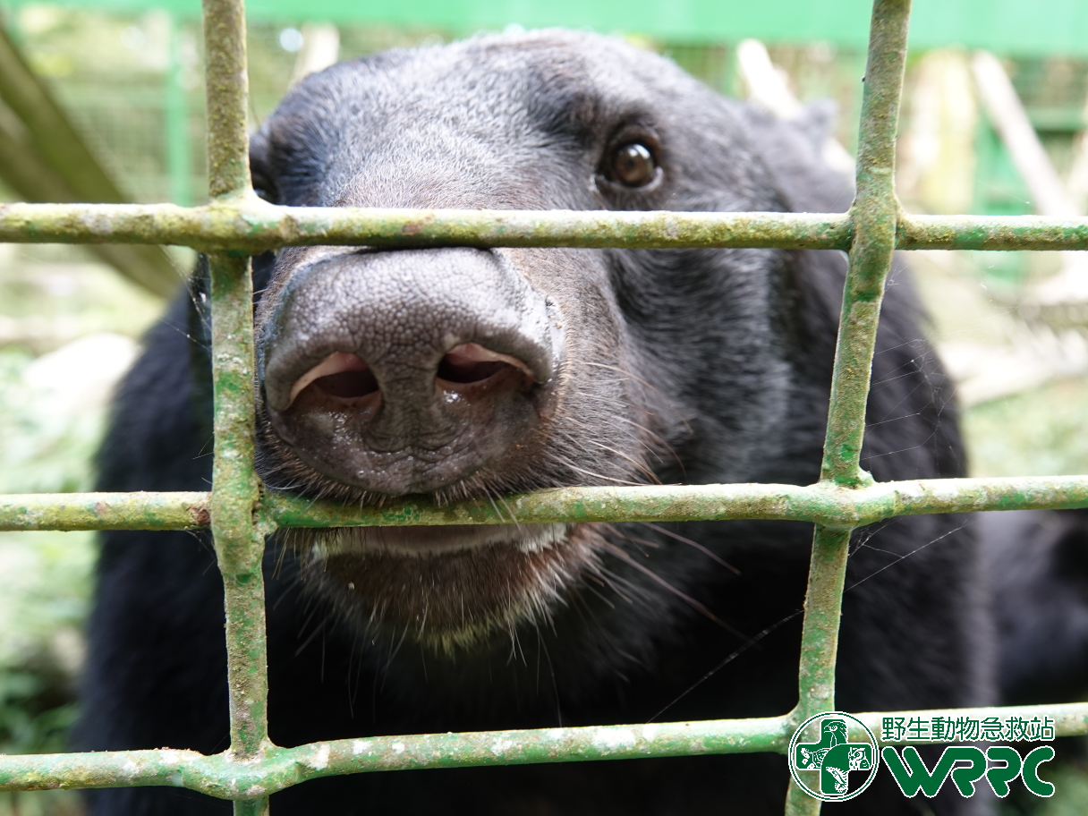 特生中心低海拔試驗站長期收容之黑熊