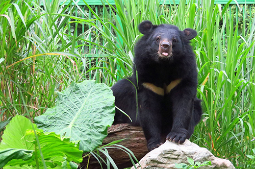 臺灣黑熊繁殖配對