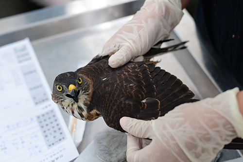 赤腹鷹翅膀檢傷