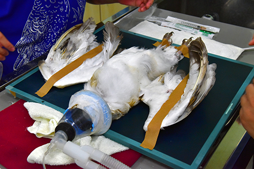  草鴞X光影像拍攝 