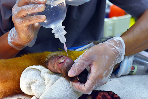 黃喉貂腳部傷口清創