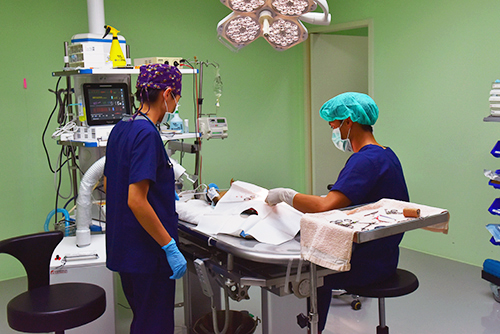 草鴞X光影像拍攝