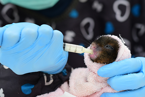 大赤鼯鼠幼獸餵奶
