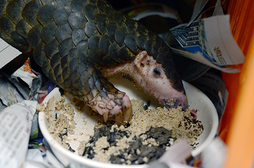 穿山甲人工改料調配