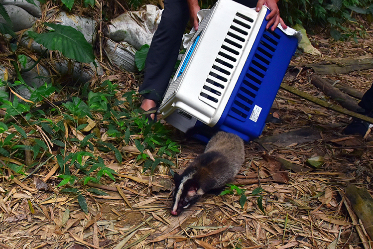 失怙白鼻心野放