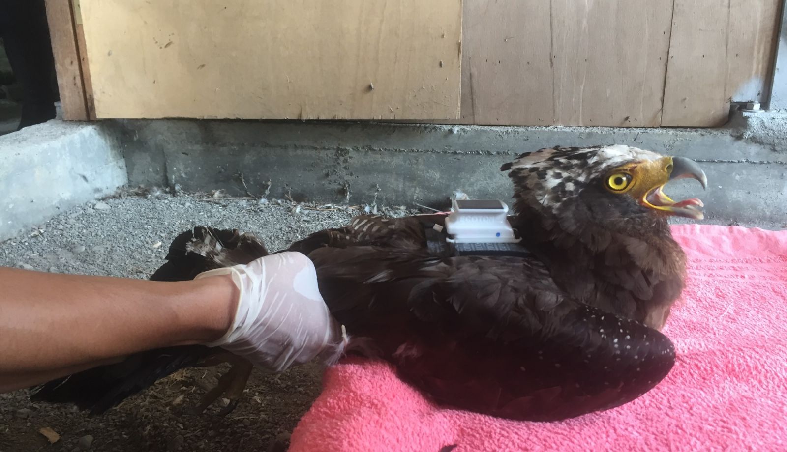 野放存活率評估