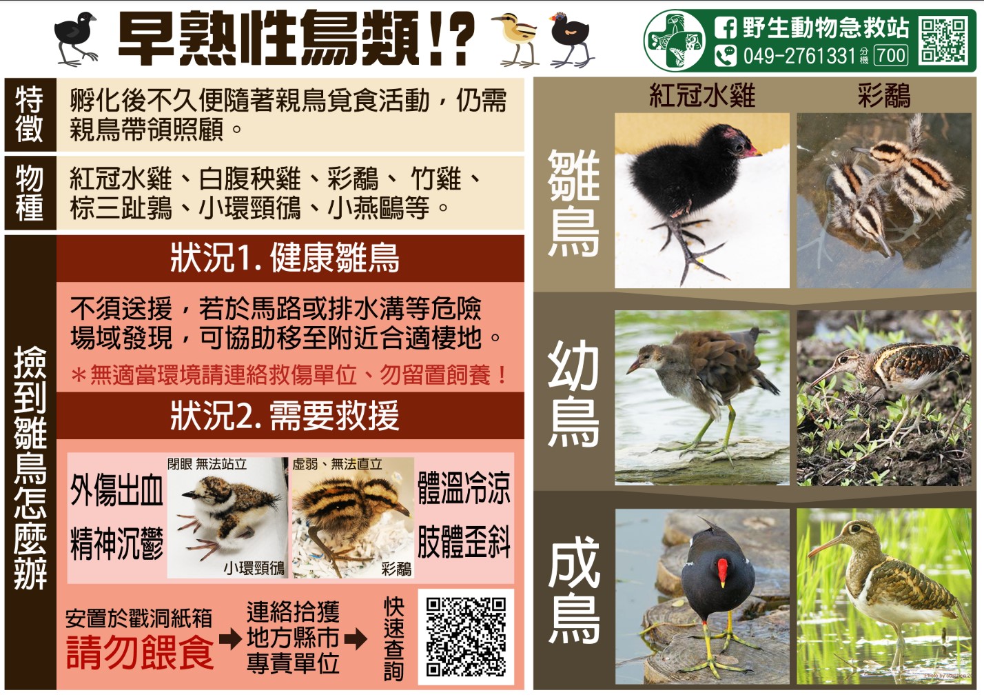 撿到鳥寶寶怎麼辦的圖片