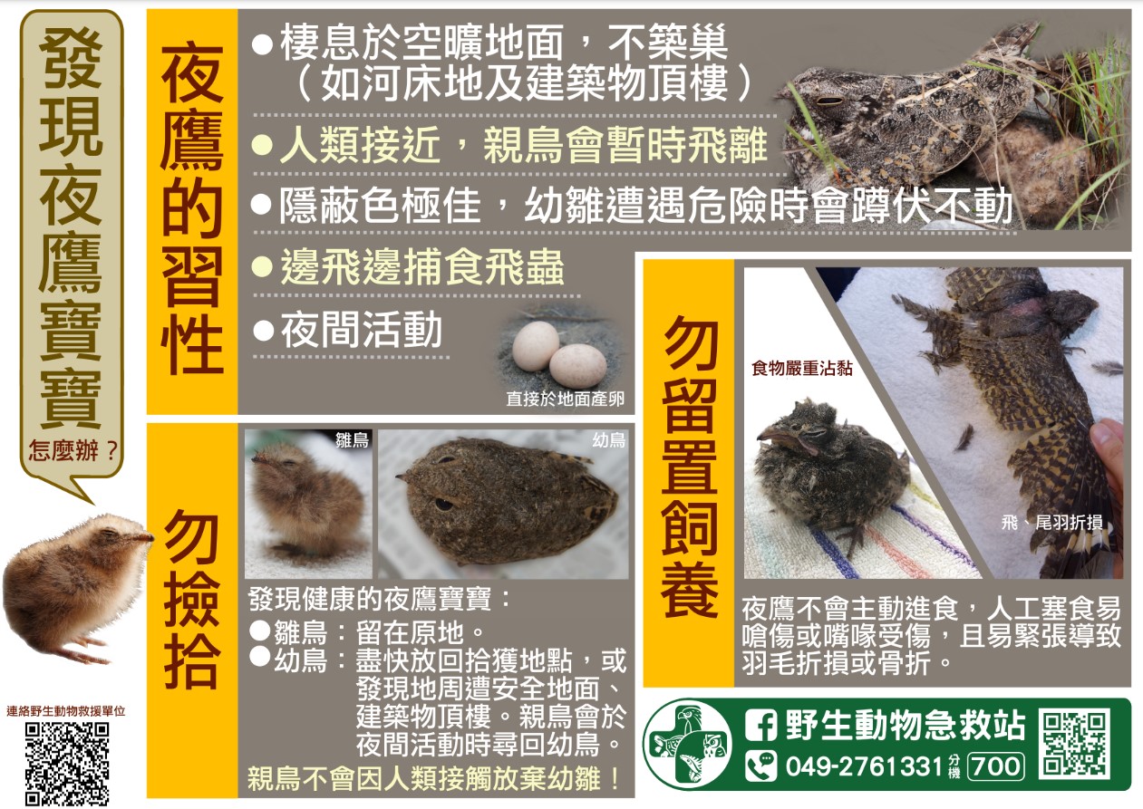 撿到夜鷹寶寶怎麼辦